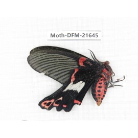 Day flying moths sp. China, Yunnan, Nujiang, Gongshan county, Bingzhongluo. 1Pcs. Moth-DFM-21645.