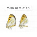 Day flying moths sp. China, Yunnan, Xiangerila, Mt.Meilixueshan. 2Pcs. Moth-DFM-21479.