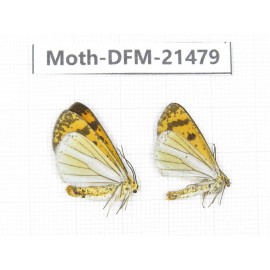 Day flying moths sp. China, Yunnan, Xiangerila, Mt.Meilixueshan. 2Pcs. Moth-DFM-21479.