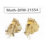 Day flying moths sp. China, Yunnan, Xiangerila, Mt.Xiaoxueshan. 2Pcs. Moth-DFM-21554.