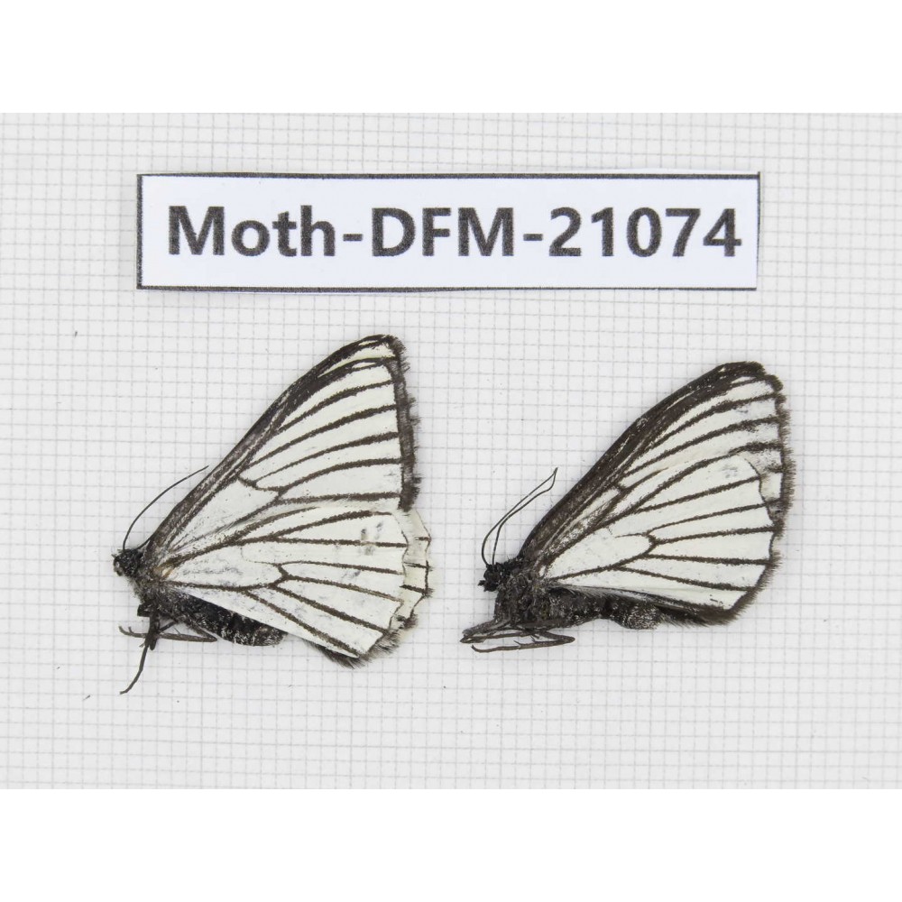 Day flying moths sp. China, Yunnan, Xiangerila area, S of Weixi county. 2Pcs. Moth-DFM-21074.
