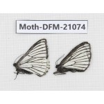 Day flying moths sp. China, Yunnan, Xiangerila area, S of Weixi county. 2Pcs. Moth-DFM-21074.