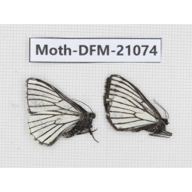 Day flying moths sp. China, Yunnan, Xiangerila area, S of Weixi county. 2Pcs. Moth-DFM-21074.