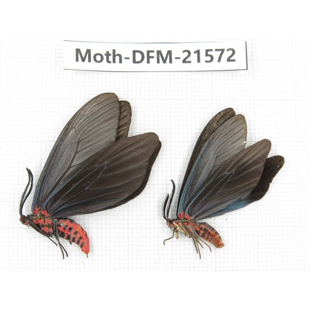 Day flying moths sp. China, Zhejiang, Ningbo, Cixi. 1P. Moth-DFM-21572.