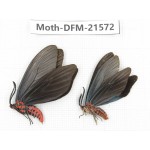 Day flying moths sp. China, Zhejiang, Ningbo, Cixi. 1P. Moth-DFM-21572.