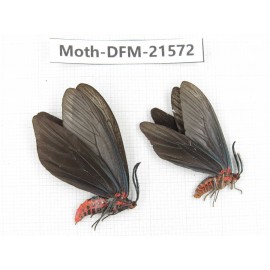 Day flying moths sp. China, Zhejiang, Ningbo, Cixi. 1P. Moth-DFM-21572.