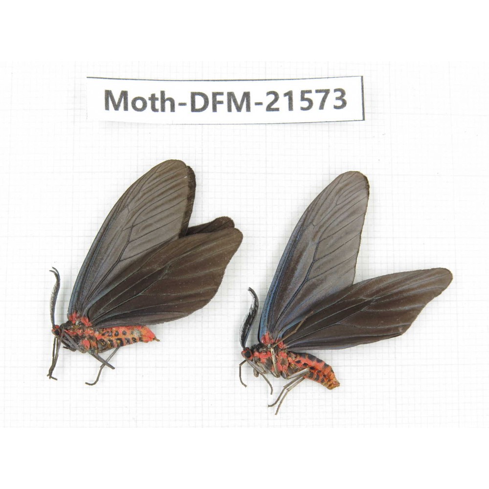 Day flying moths sp. China, Zhejiang, Ningbo, Cixi. 1P. Moth-DFM-21573.