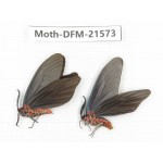 Day flying moths sp. China, Zhejiang, Ningbo, Cixi. 1P. Moth-DFM-21573.
