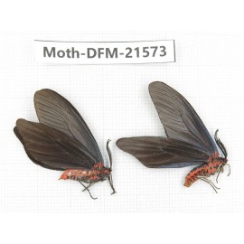 Day flying moths sp. China, Zhejiang, Ningbo, Cixi. 1P. Moth-DFM-21573.