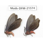 Day flying moths sp. China, Zhejiang, Ningbo, Cixi. 1P. Moth-DFM-21574.