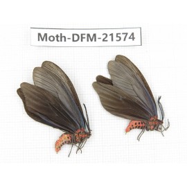 Day flying moths sp. China, Zhejiang, Ningbo, Cixi. 1P. Moth-DFM-21574.