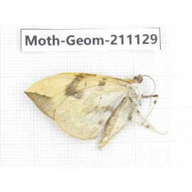 Geometridae sp. China, Gansu, Wenxian county. 1Pcs. Moth-Geom-211129.