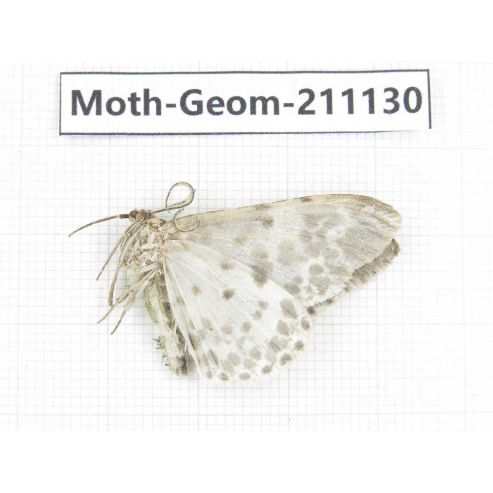 Geometridae sp. China, Gansu, Wenxian county. 1Pcs. Moth-Geom-211130.