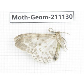 Geometridae sp. China, Gansu, Wenxian county. 1Pcs. Moth-Geom-211130.