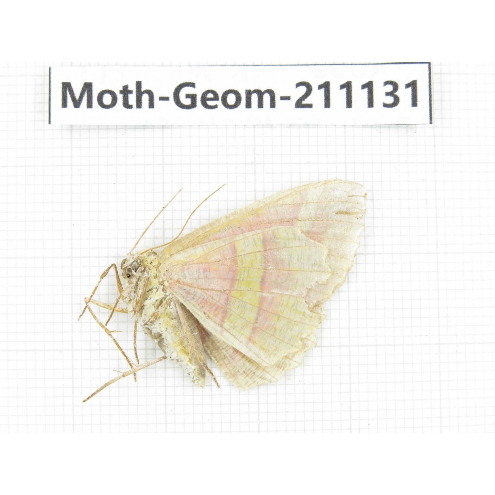 Geometridae sp. China, Gansu, Wenxian county. 1Pcs. Moth-Geom-211131.