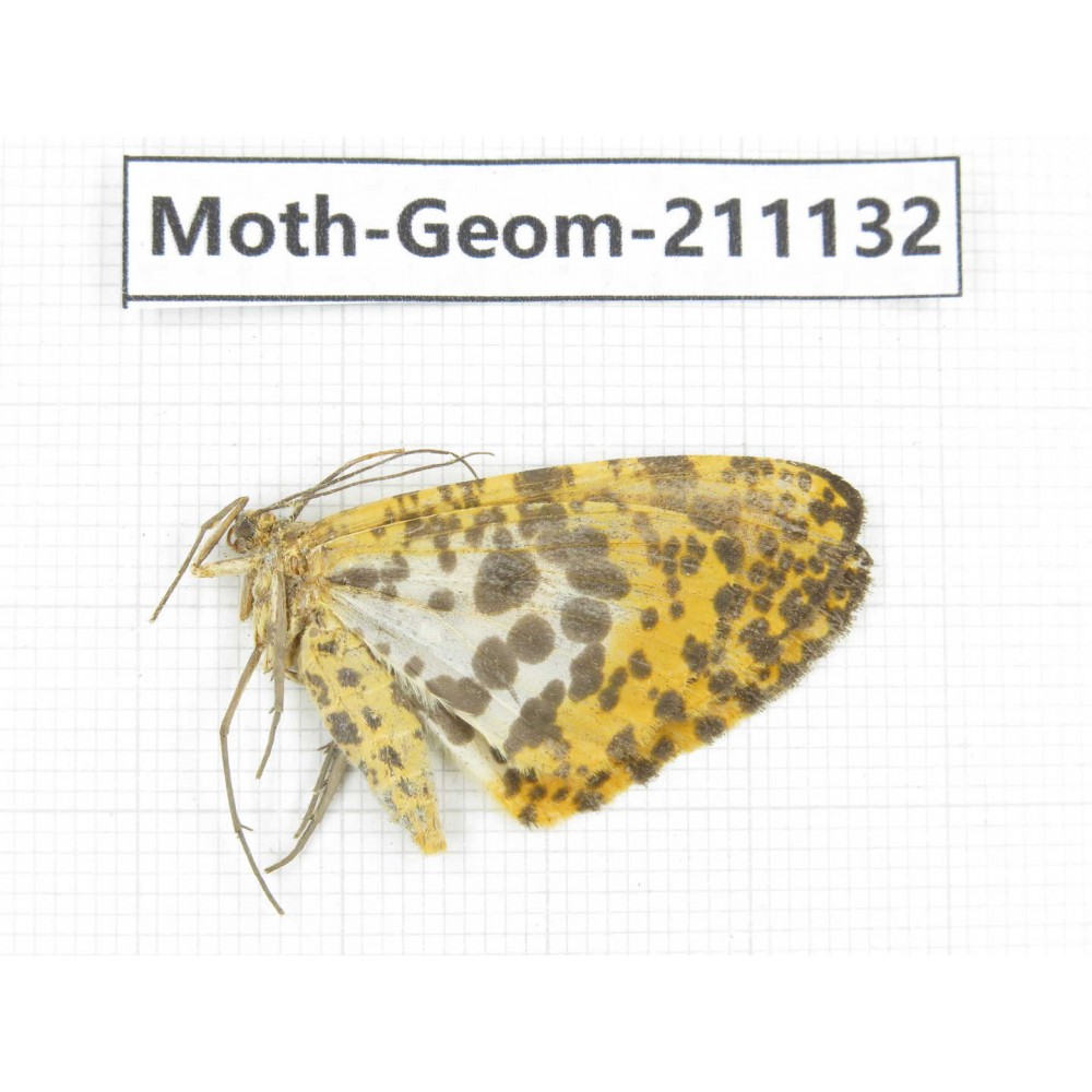 Geometridae sp. China, Gansu, Wenxian county. 1Pcs. Moth-Geom-211132.