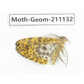 Geometridae sp. China, Gansu, Wenxian county. 1Pcs. Moth-Geom-211132.