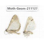 Geometridae sp. China, Gansu, Xiahe county. 2Pcs. Moth-Geom-211127.