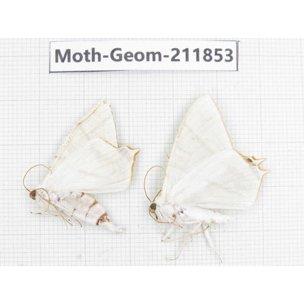 Geometridae sp. China, Guizhou, Bijie area, Jinsha county. 2Pcs. Moth-Geom-211853.