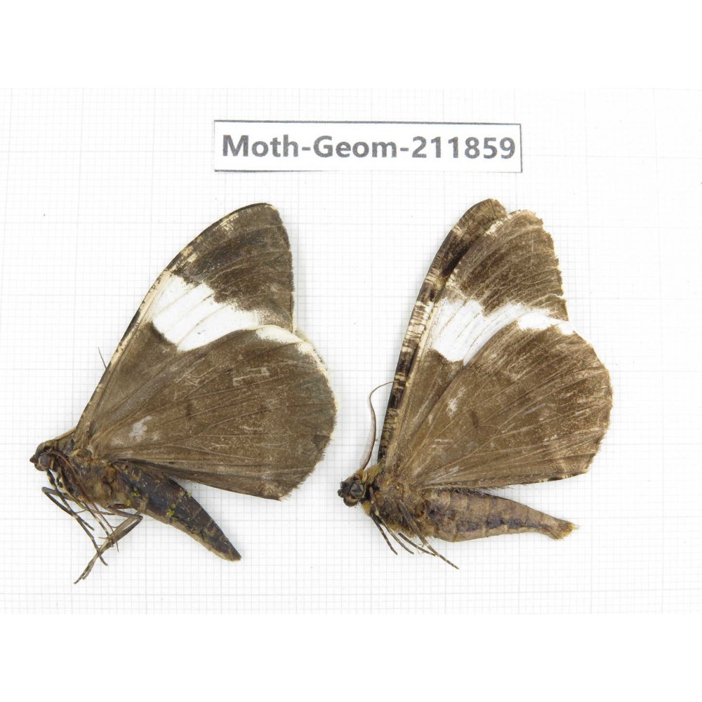 Geometridae sp. China, Guizhou, Bijie area, Jinsha county. 2Pcs. Moth-Geom-211859.