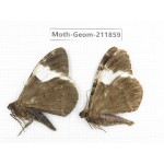 Geometridae sp. China, Guizhou, Bijie area, Jinsha county. 2Pcs. Moth-Geom-211859.