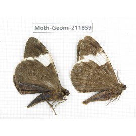 Geometridae sp. China, Guizhou, Bijie area, Jinsha county. 2Pcs. Moth-Geom-211859.