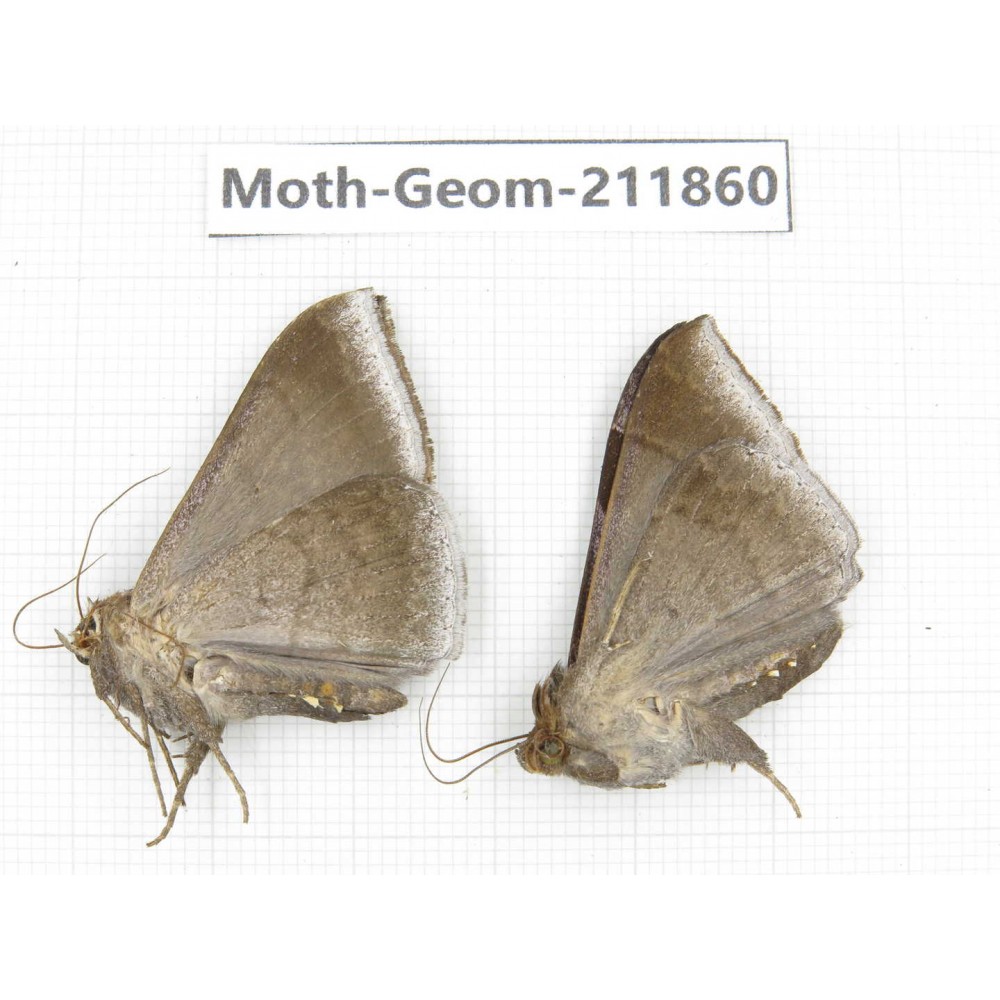 Geometridae sp. China, Guizhou, Bijie area, Jinsha county. 2Pcs. Moth-Geom-211860.