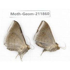 Geometridae sp. China, Guizhou, Bijie area, Jinsha county. 2Pcs. Moth-Geom-211860.