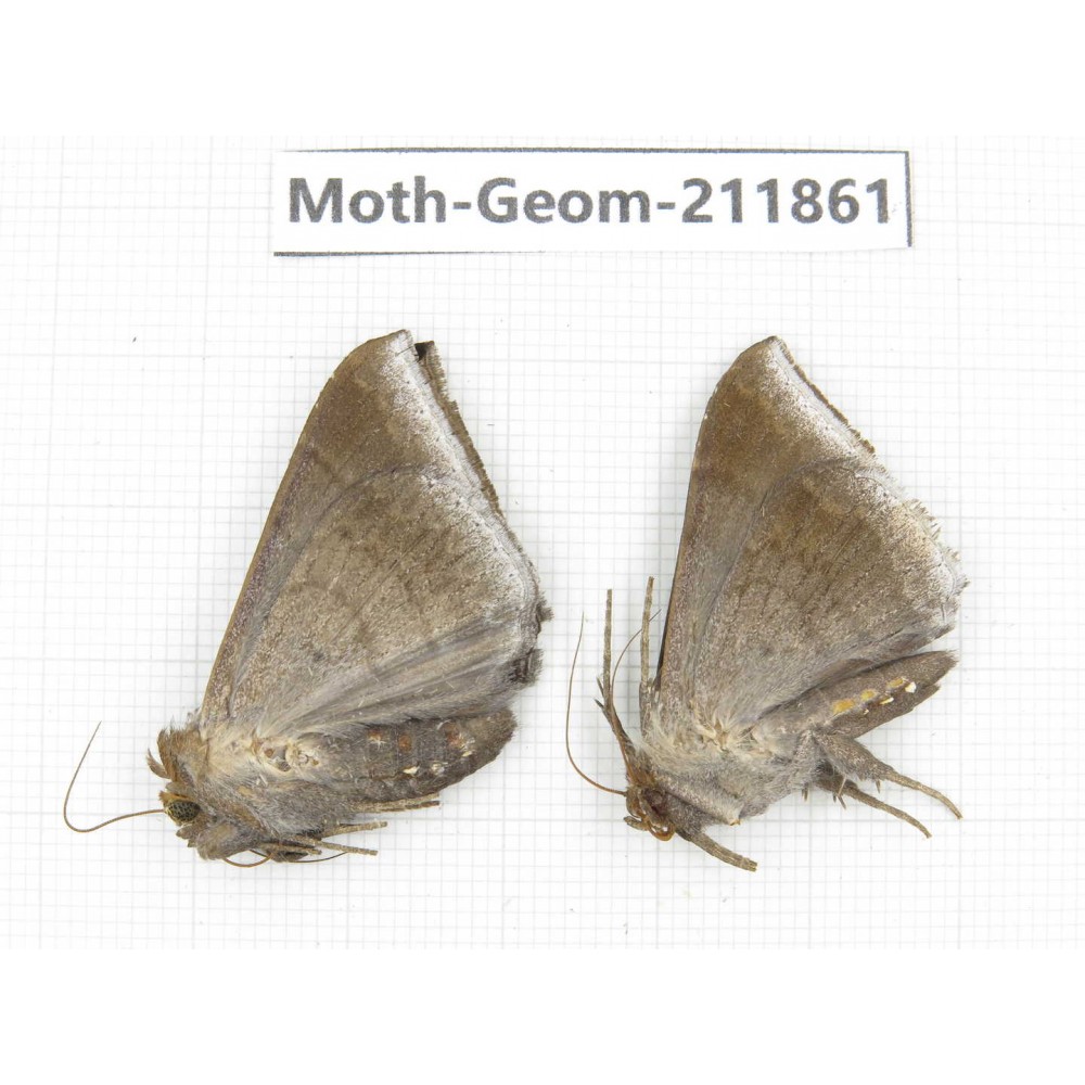 Geometridae sp. China, Guizhou, Bijie area, Jinsha county. 2Pcs. Moth-Geom-211861.
