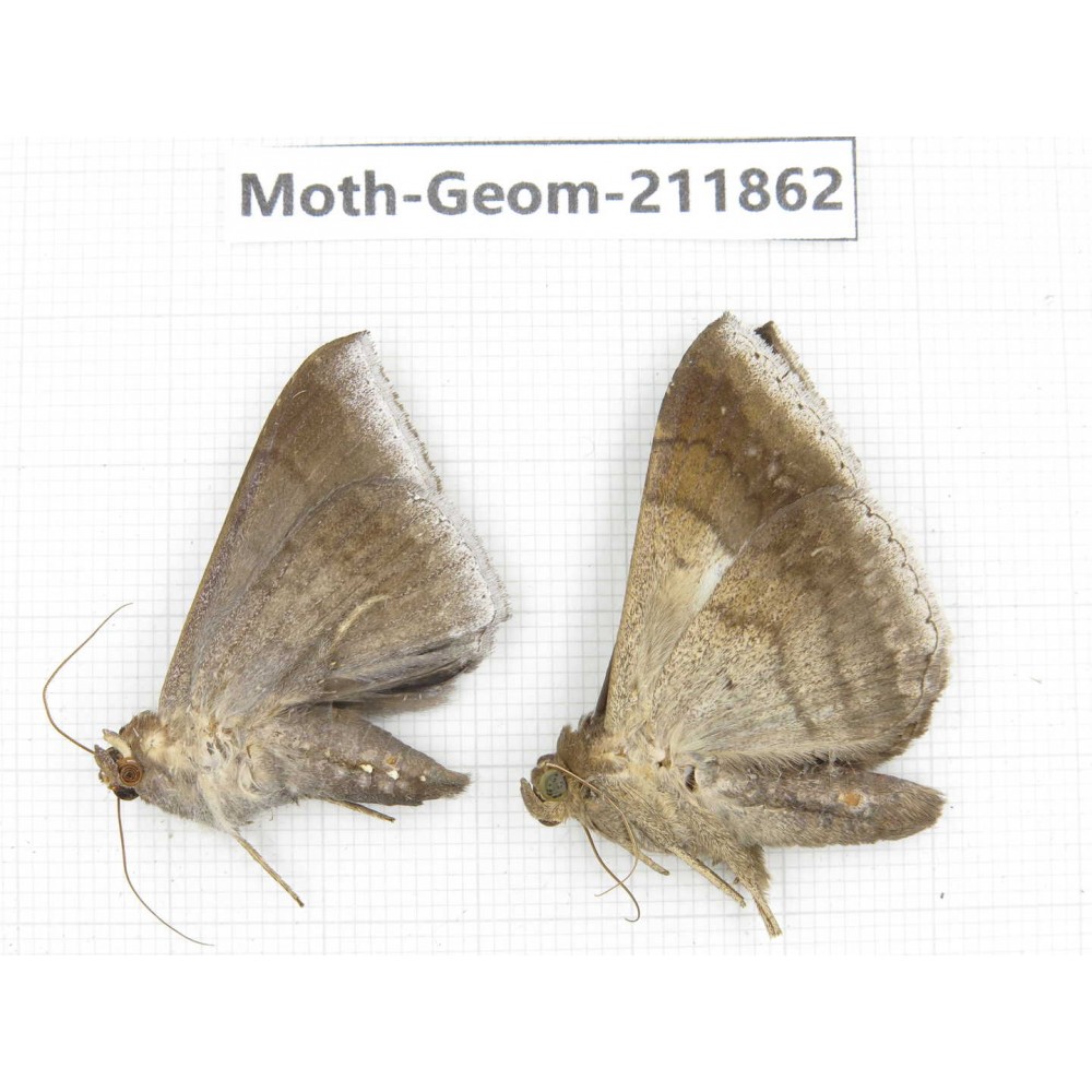 Geometridae sp. China, Guizhou, Bijie area, Jinsha county. 2Pcs. Moth-Geom-211862.