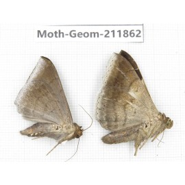 Geometridae sp. China, Guizhou, Bijie area, Jinsha county. 2Pcs. Moth-Geom-211862.