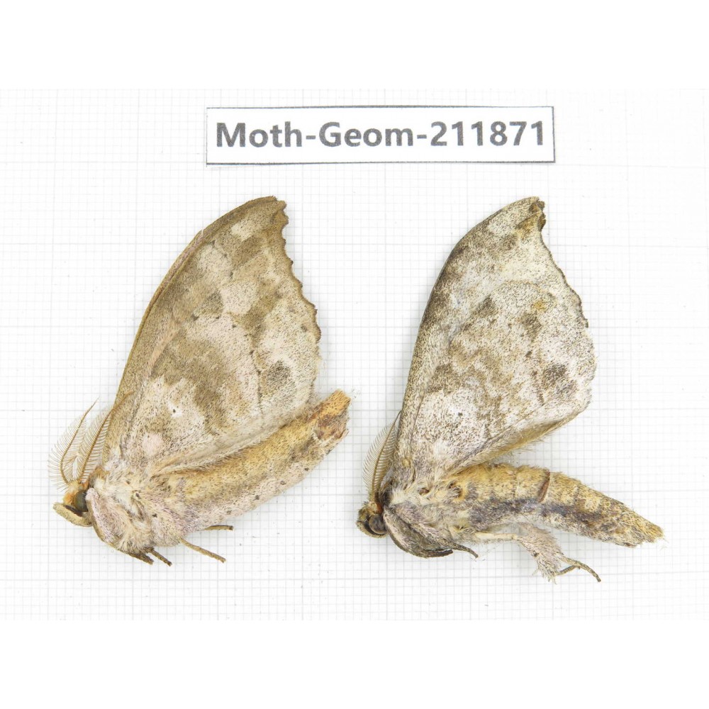 Geometridae sp. China, Guizhou, Bijie area, Jinsha county. 2Pcs. Moth-Geom-211871.