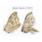 Geometridae sp. China, Guizhou, Bijie area, Jinsha county. 2Pcs. Moth-Geom-211871.