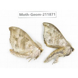 Geometridae sp. China, Guizhou, Bijie area, Jinsha county. 2Pcs. Moth-Geom-211871.