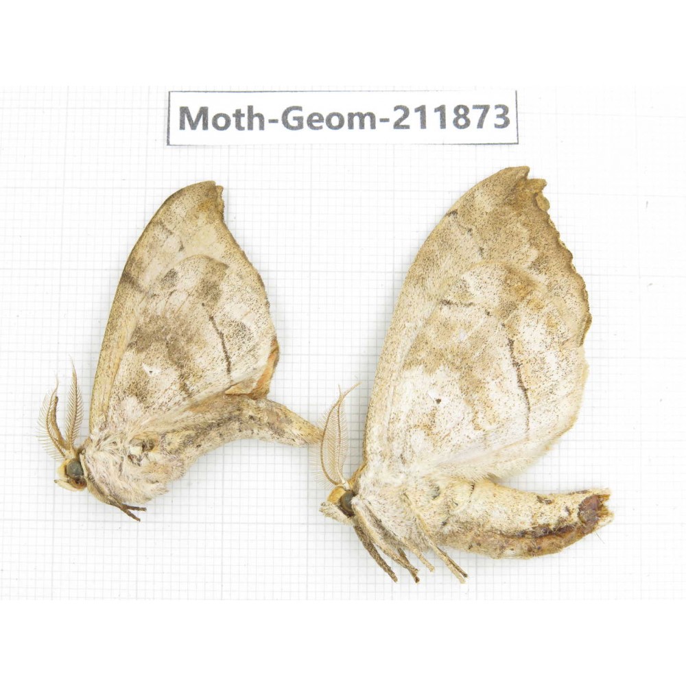 Geometridae sp. China, Guizhou, Bijie area, Jinsha county. 2Pcs. Moth-Geom-211873.