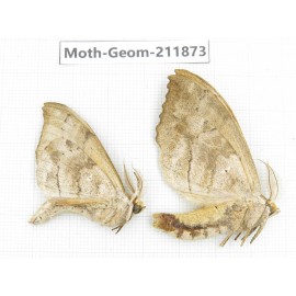 Geometridae sp. China, Guizhou, Bijie area, Jinsha county. 2Pcs. Moth-Geom-211873.