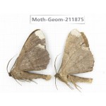 Geometridae sp. China, Guizhou, Bijie area, Jinsha county. 2Pcs. Moth-Geom-211875.
