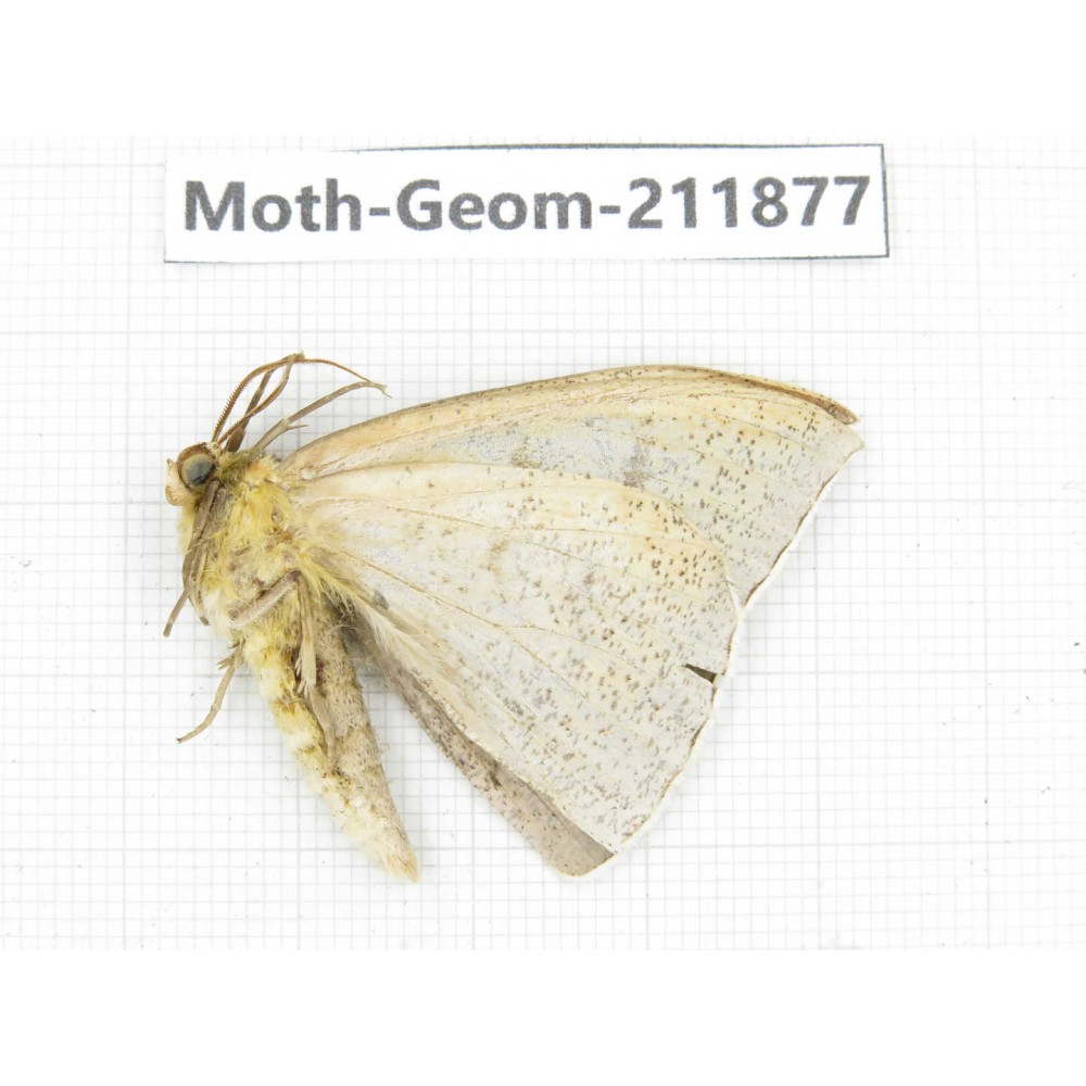 Geometridae sp. China, Guizhou, Bijie area, Jinsha county. 1Pcs. Moth-Geom-211877.
