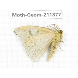 Geometridae sp. China, Guizhou, Bijie area, Jinsha county. 1Pcs. Moth-Geom-211877.