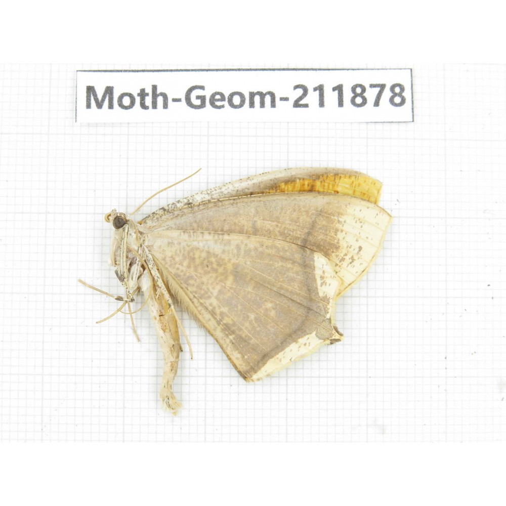 Geometridae sp. China, Guizhou, Bijie area, Jinsha county. 1Pcs. Moth-Geom-211878.