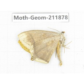 Geometridae sp. China, Guizhou, Bijie area, Jinsha county. 1Pcs. Moth-Geom-211878.