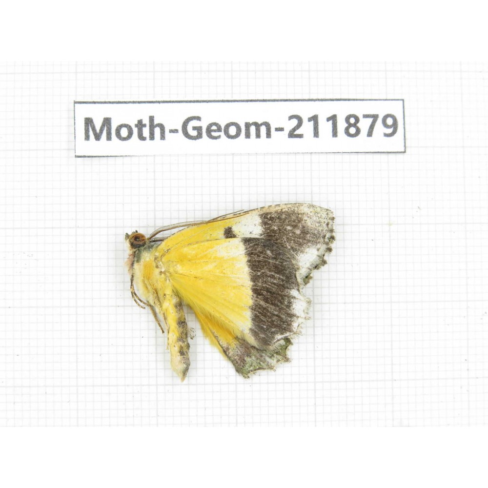 Geometridae sp. China, Guizhou, Bijie area, Jinsha county. 1Pcs. Moth-Geom-211879.