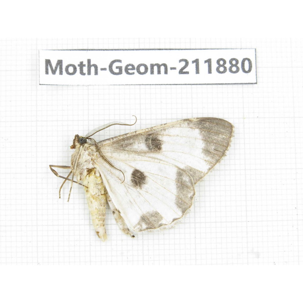 Geometridae sp. China, Guizhou, Bijie area, Jinsha county. 1Pcs. Moth-Geom-211880.