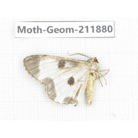 Geometridae sp. China, Guizhou, Bijie area, Jinsha county. 1Pcs. Moth-Geom-211880.