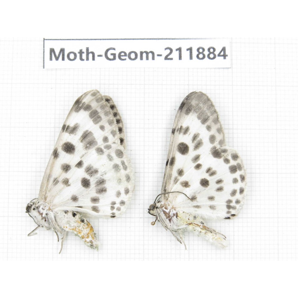 Geometridae sp. China, Guizhou, Bijie area, Jinsha county. 2Pcs. Moth-Geom-211884.