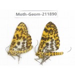 Geometridae sp. China, Guizhou, Bijie area, Jinsha county. 2Pcs. Moth-Geom-211890.