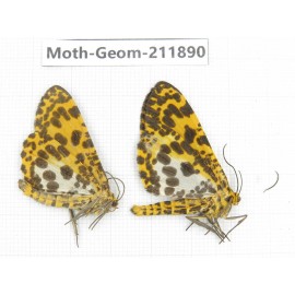 Geometridae sp. China, Guizhou, Bijie area, Jinsha county. 2Pcs. Moth-Geom-211890.
