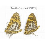 Geometridae sp. China, Guizhou, Bijie area, Jinsha county. 2Pcs. Moth-Geom-211891.