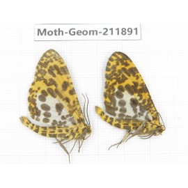 Geometridae sp. China, Guizhou, Bijie area, Jinsha county. 2Pcs. Moth-Geom-211891.