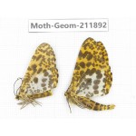 Geometridae sp. China, Guizhou, Bijie area, Jinsha county. 2Pcs. Moth-Geom-211892.